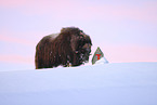 musk ox