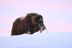 musk ox