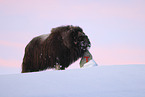 musk ox