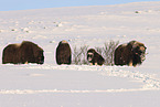 musk ox