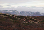 musk oxes