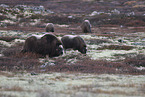 musk oxes