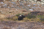 musk ox