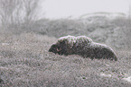 musk ox