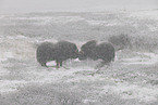 musk oxes