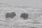 musk oxes