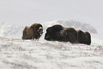 musk oxes