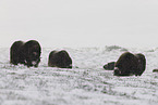 musk oxes