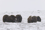 musk oxes