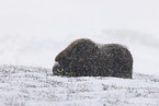 musk ox