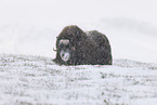 musk ox