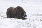musk ox