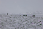musk oxes
