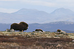 musk oxes