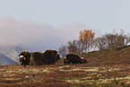 musk oxes