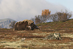 musk oxes