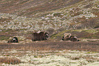 musk oxes