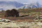 musk ox