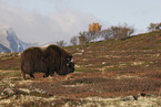 musk ox