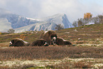 musk oxes