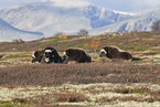 musk oxes