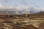 musk oxes