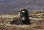 musk ox