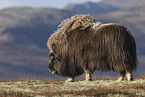 musk ox