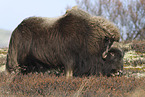 musk ox