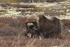 musk ox