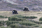 musk oxes