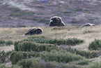 musk oxes