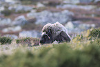 musk ox