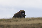 musk ox
