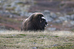 musk ox