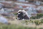 musk ox