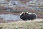 musk ox
