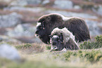 musk oxes