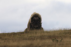 musk ox
