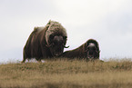 musk oxes