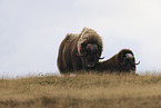 musk oxes