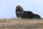 musk oxes
