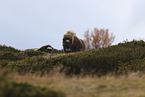 musk oxes
