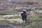musk ox