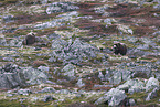 musk oxes