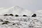 musk oxes