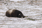 musk ox