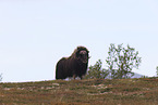Musk ox