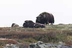 Musk ox