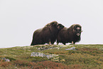 Musk ox